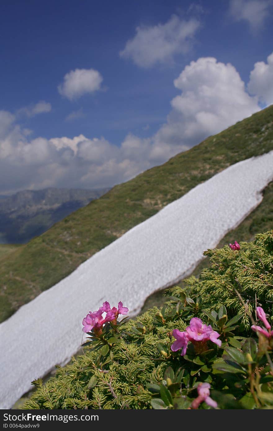 Mountain Landscape with Rhododendron II