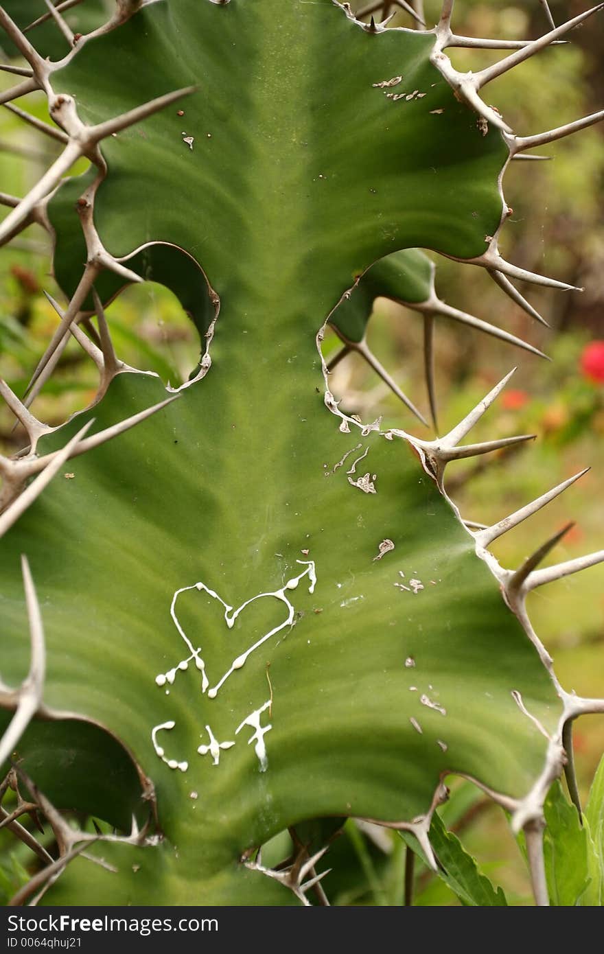 Plants of the botanical garden Funchal, Madeira. Plants of the botanical garden Funchal, Madeira