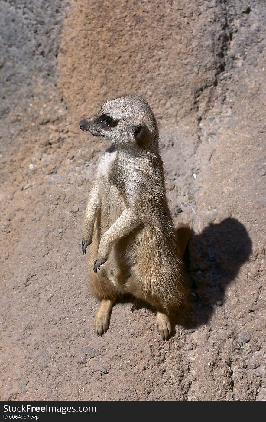 Meerkat