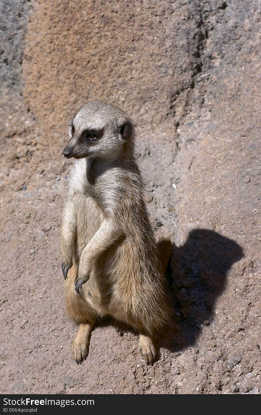 Meerkat standing