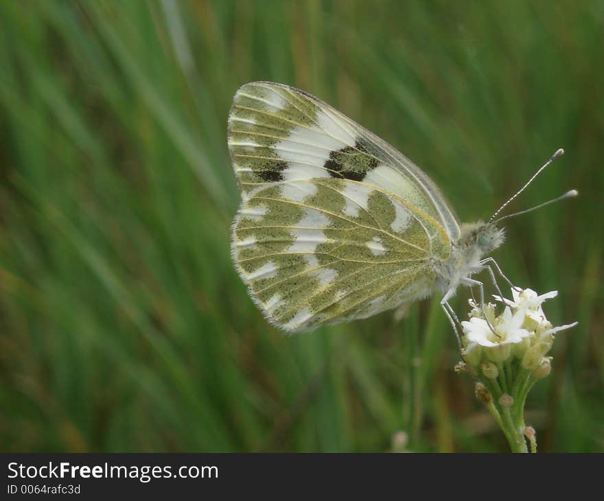 Butterfly on flower