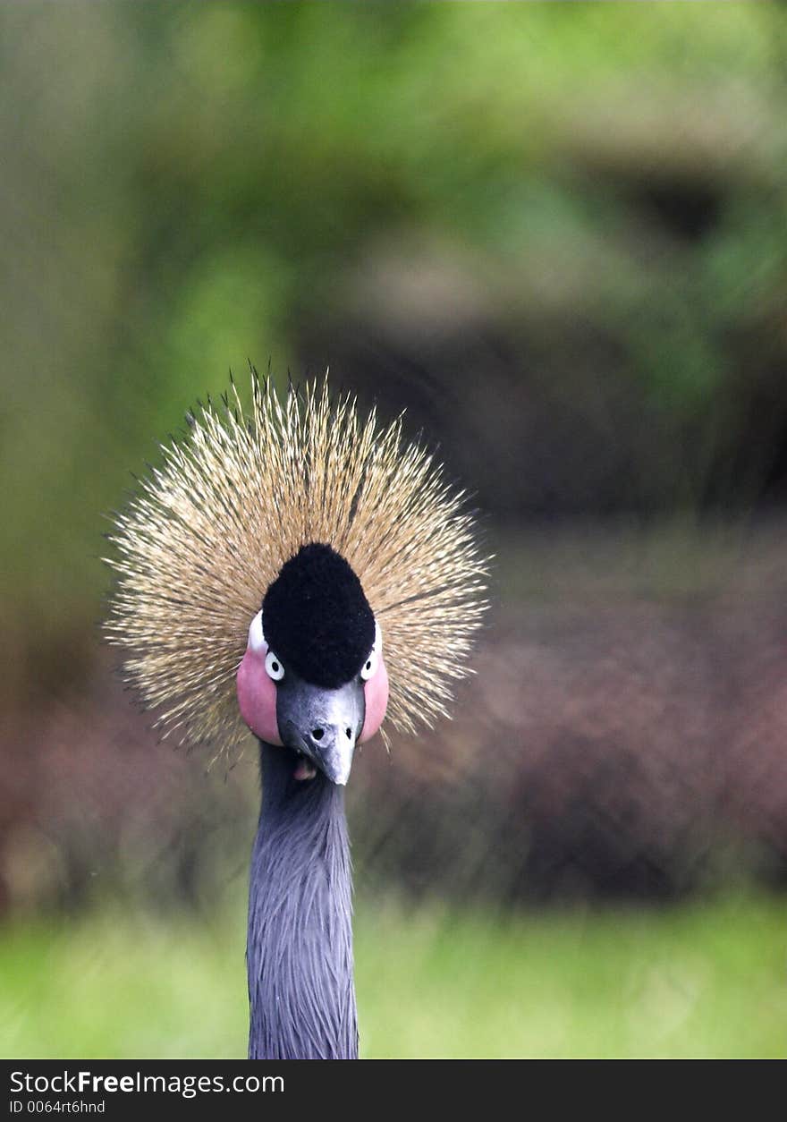 Portrait of a Grey Crowned Crane