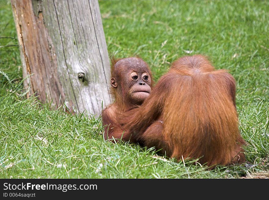 This image of two baby Orangutans was captured at Chester Zoo, England, UK.