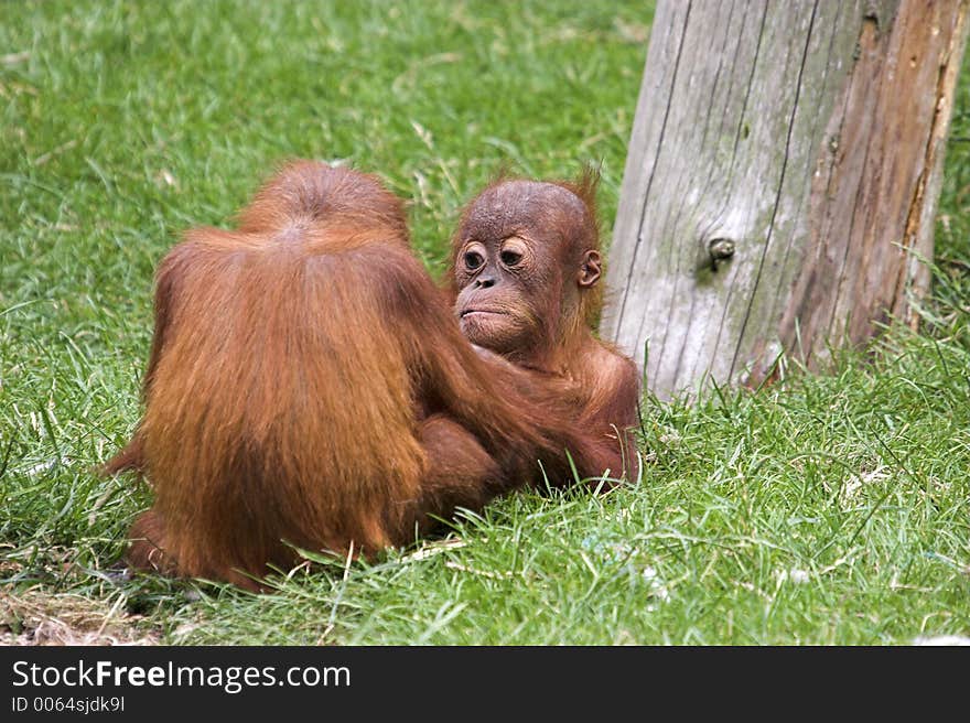 This image of two playful young Orangutans was captured at Chester Zoo, England, UK. This image of two playful young Orangutans was captured at Chester Zoo, England, UK.