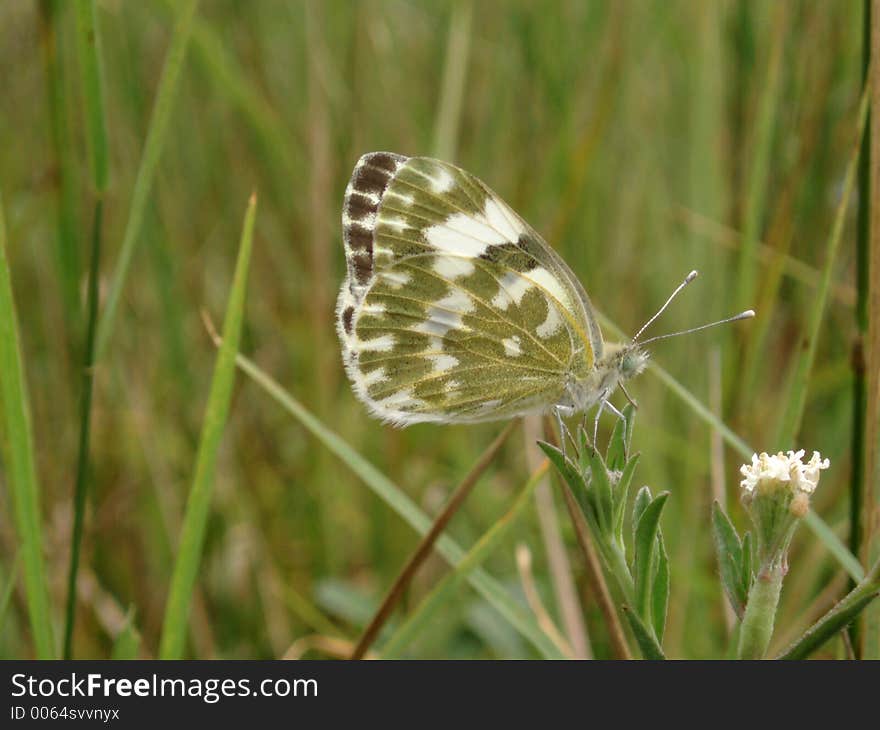 Butterfly and flower