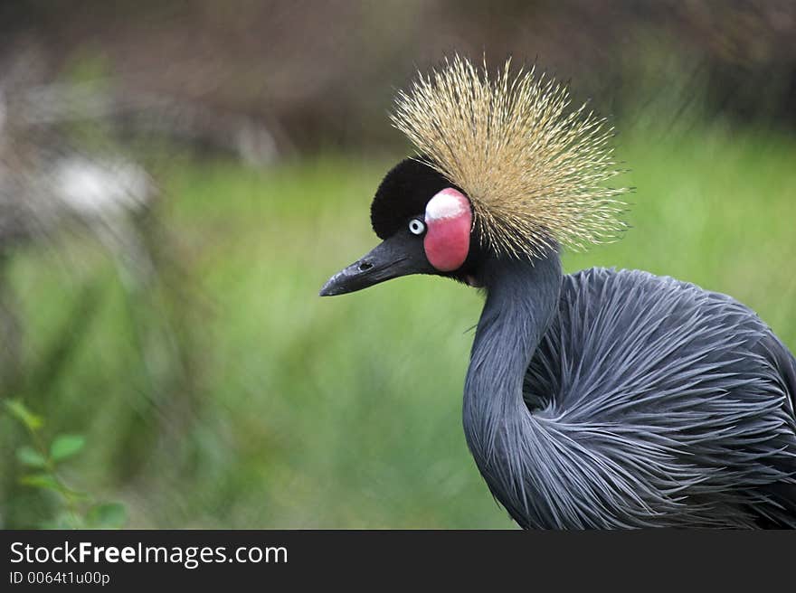 Stalking Crane