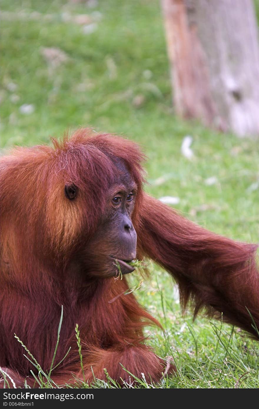 This image of an Orangutan eating was captured at Chester Zoo, England, UK.