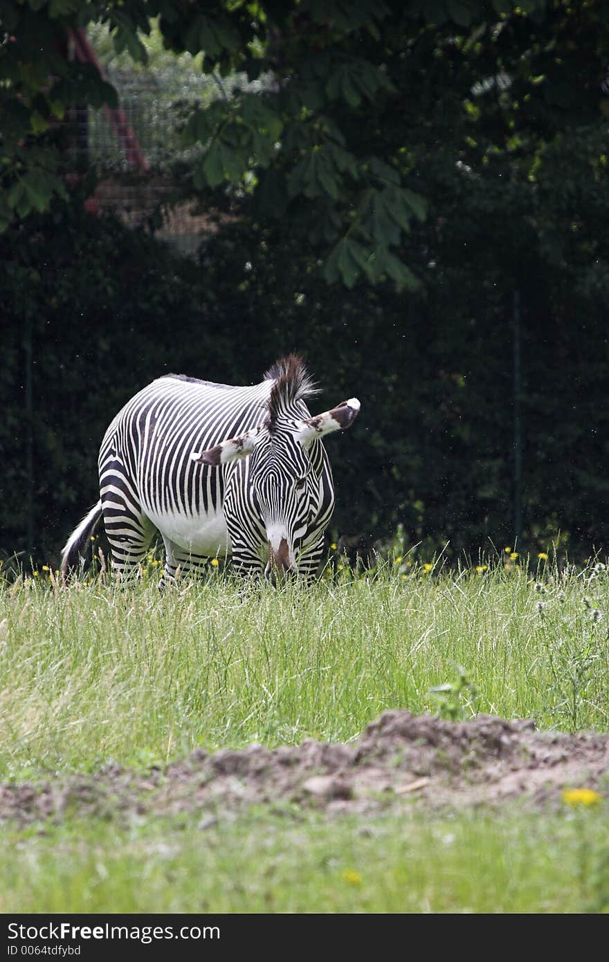 This image of a Grazing Zebra was captured at Chester Zoo, England, UK.