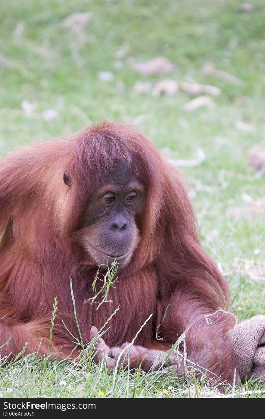 This image of an Orangutan deep in thought was captured at Chester Zoo, England, UK. This image of an Orangutan deep in thought was captured at Chester Zoo, England, UK.