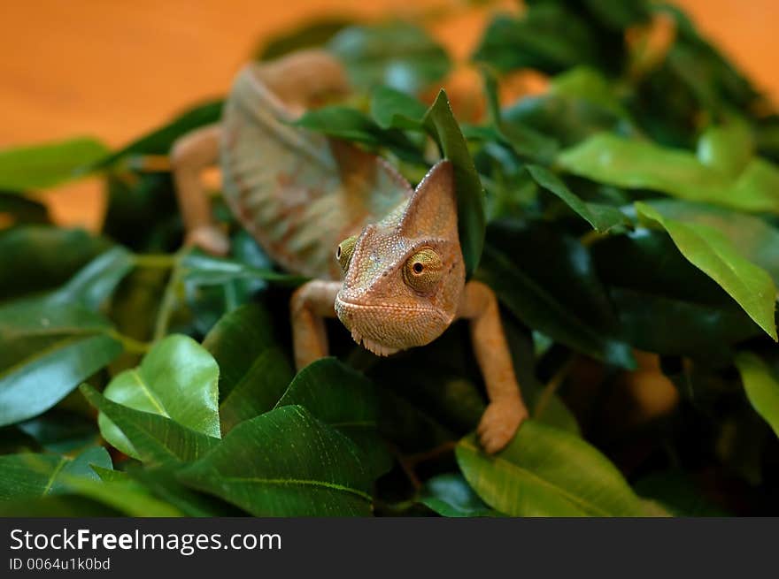 Bearded dragon on leaves