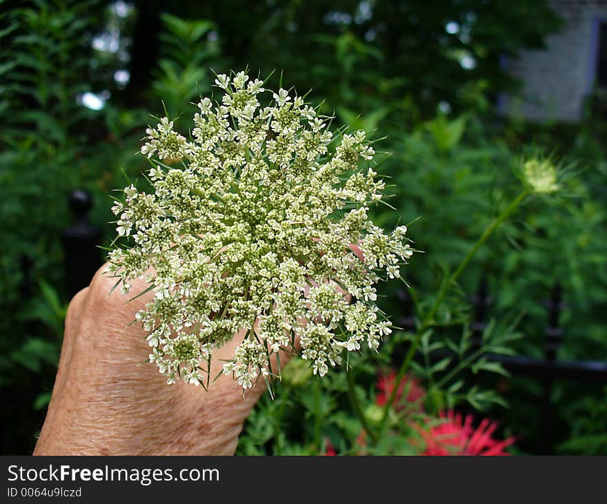 Old hand holding perfect flower. Old hand holding perfect flower