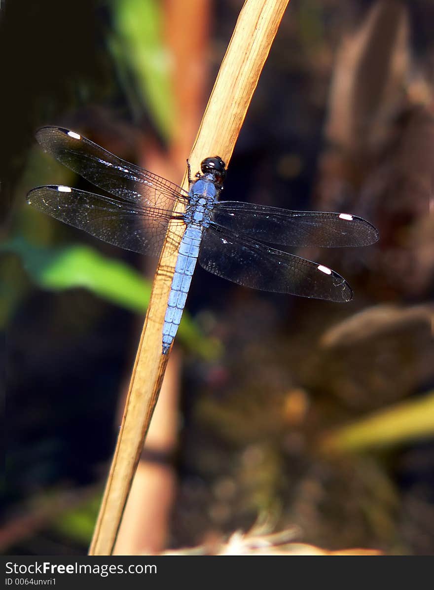 Gorgeous Blue Dragonfly