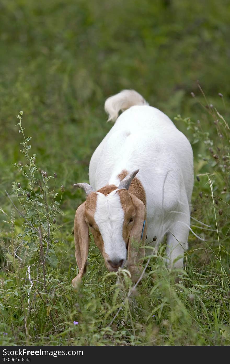 A goat eating in a field