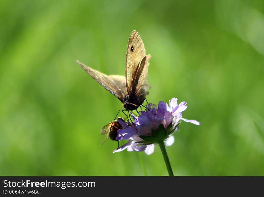 Closeup of butterfly and bee looking at each other. Closeup of butterfly and bee looking at each other.