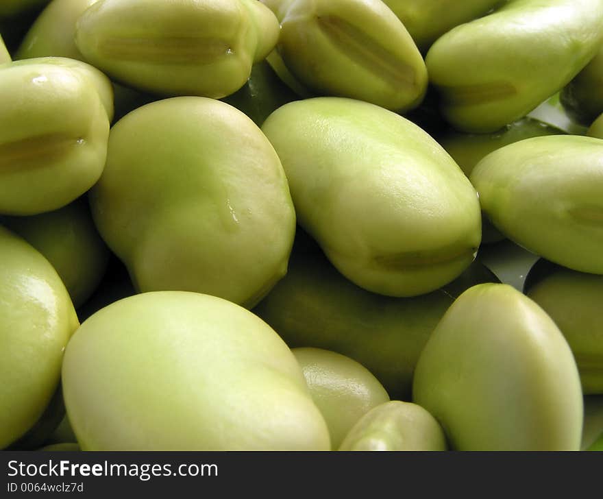 Broad bean macro straight line from water. Broad bean macro straight line from water