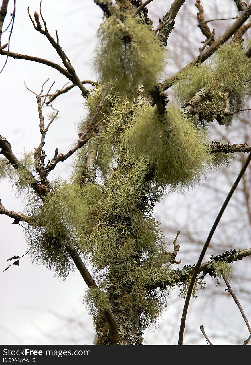 Lichen in Tree