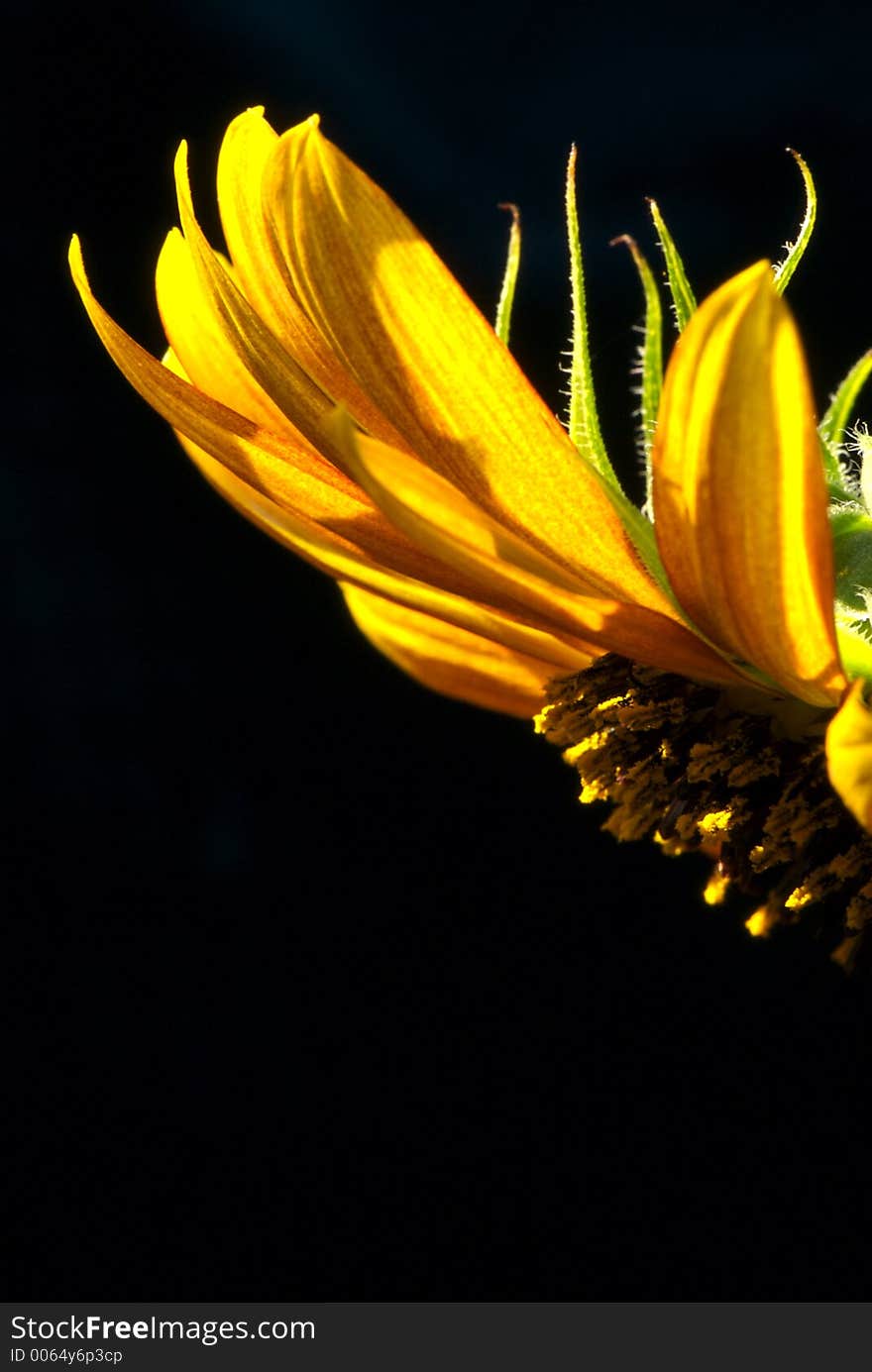 Sunflower in sunlight. Sunflower in sunlight