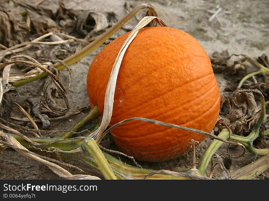 Pumpkin and blossom in a pumpkin patch