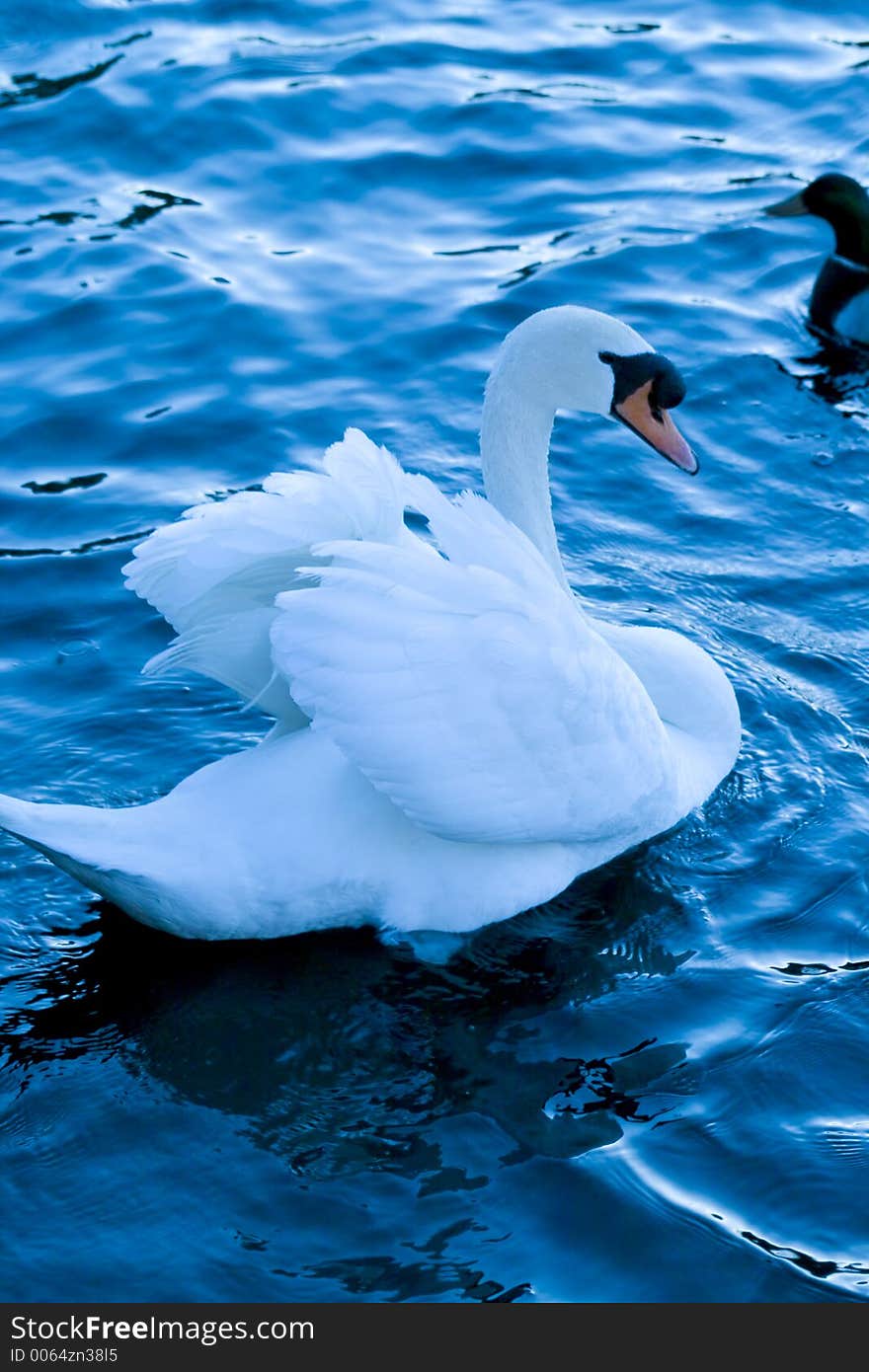 Swan