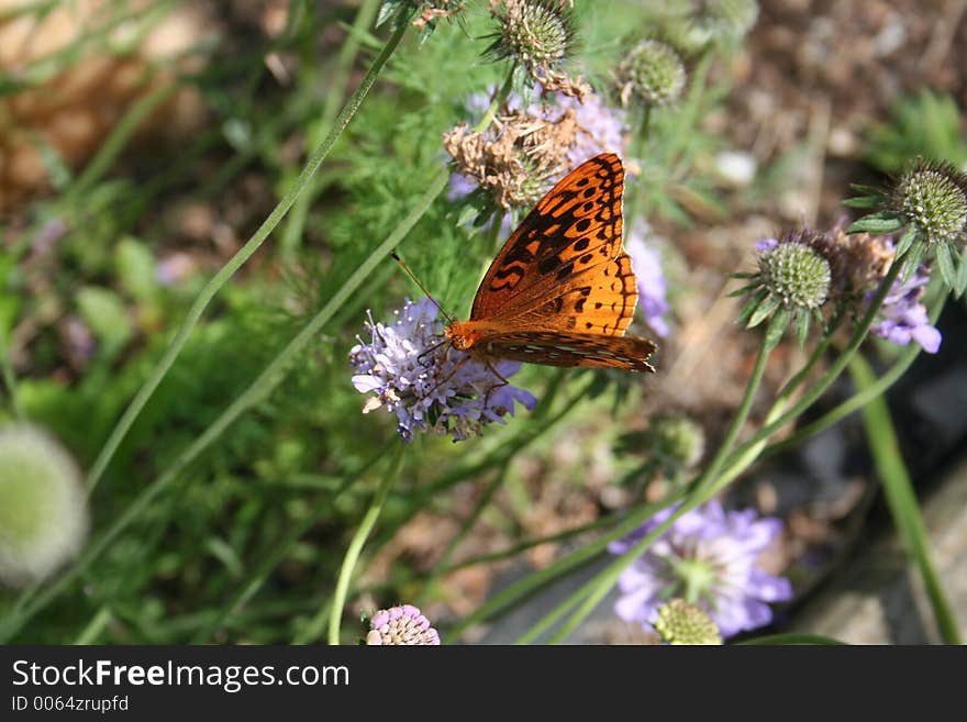 Butterfly On Flower