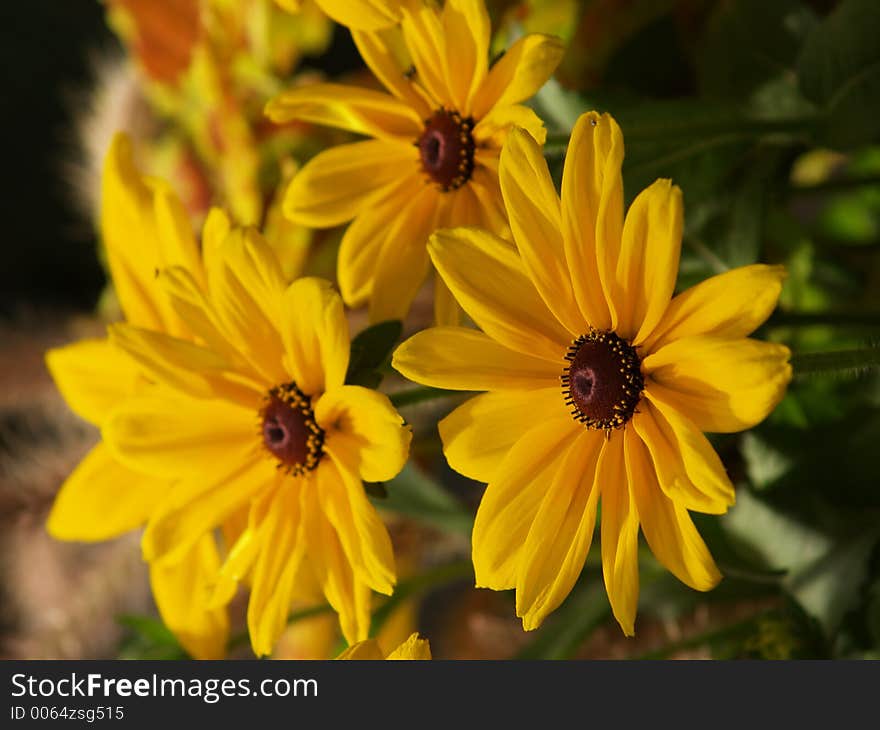 Yellow daisy with black eyes