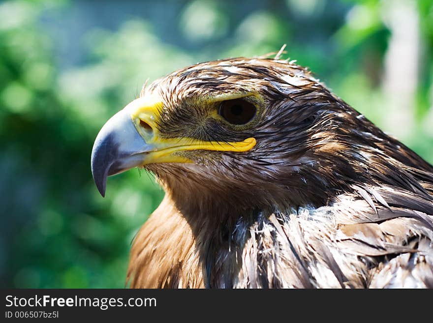 Head of wet eagle