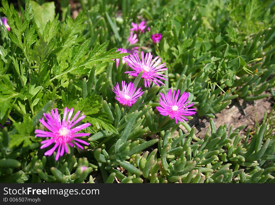 Purple flowers