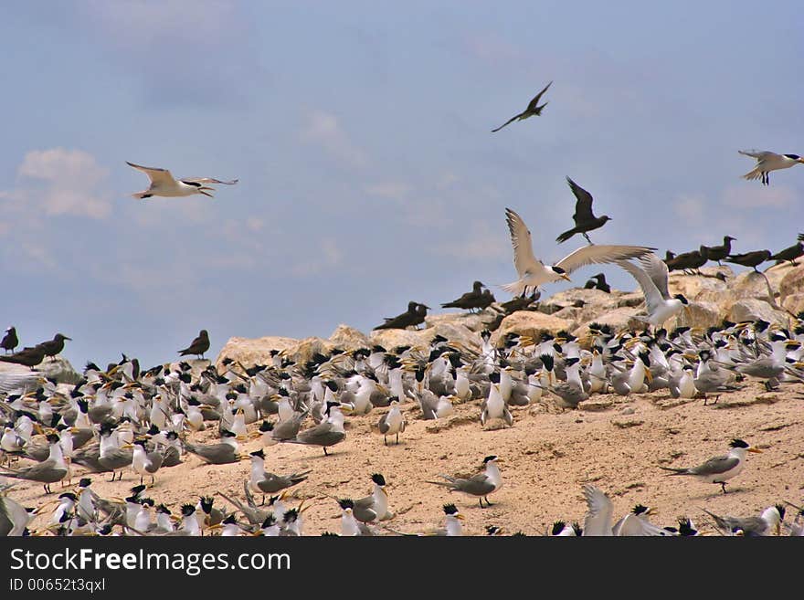 Bird Island