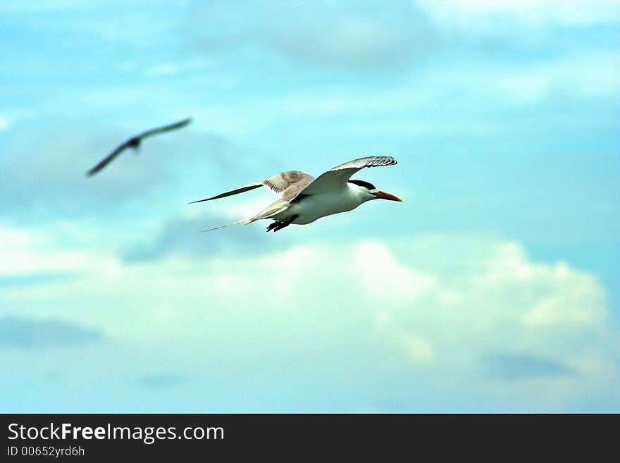 Tern Flying