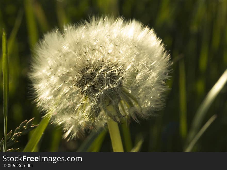 Dandelion