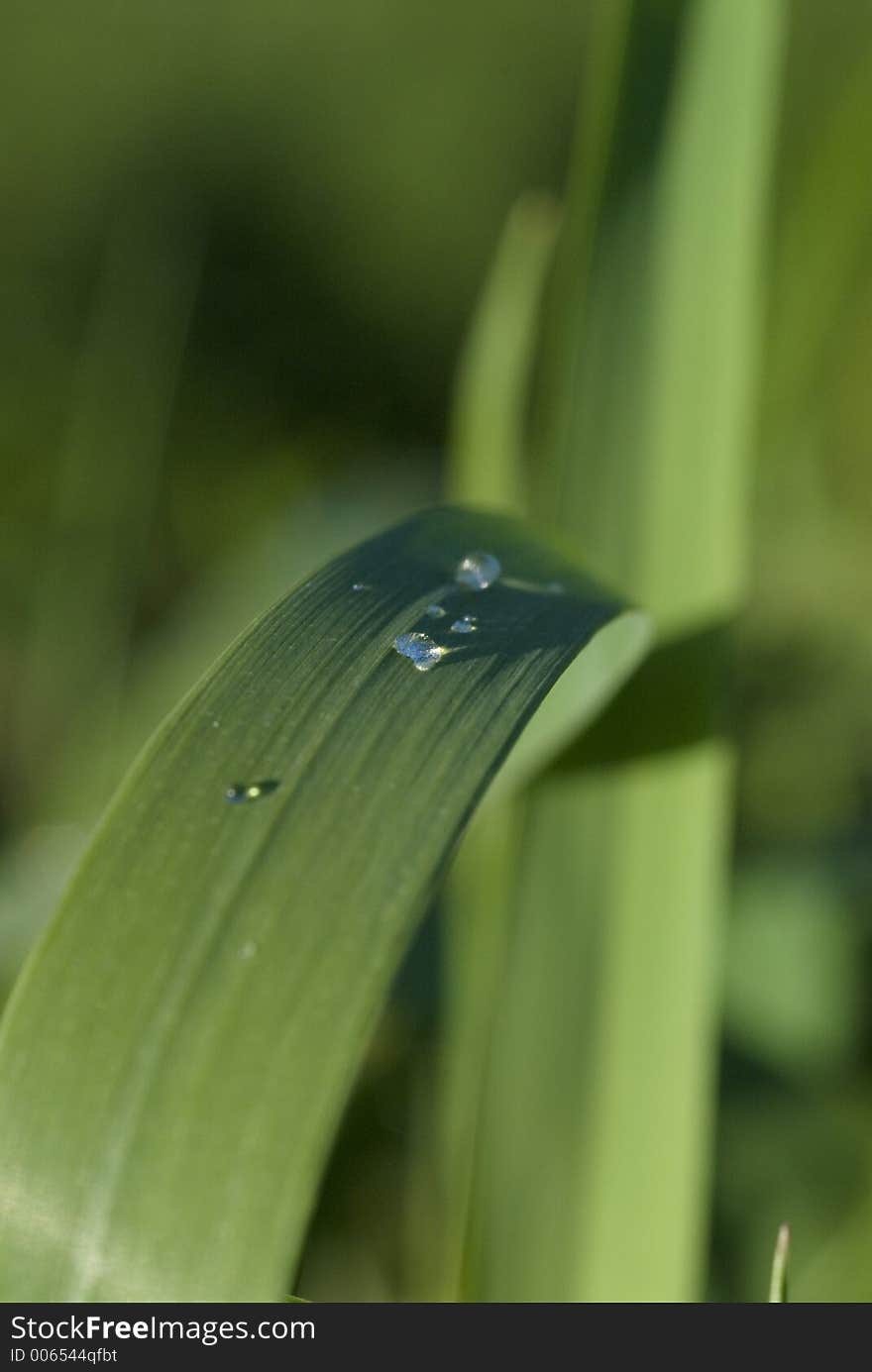 Blade of grass with water sprinkles