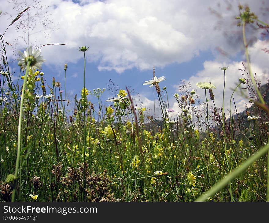 Field of flowers. Field of flowers