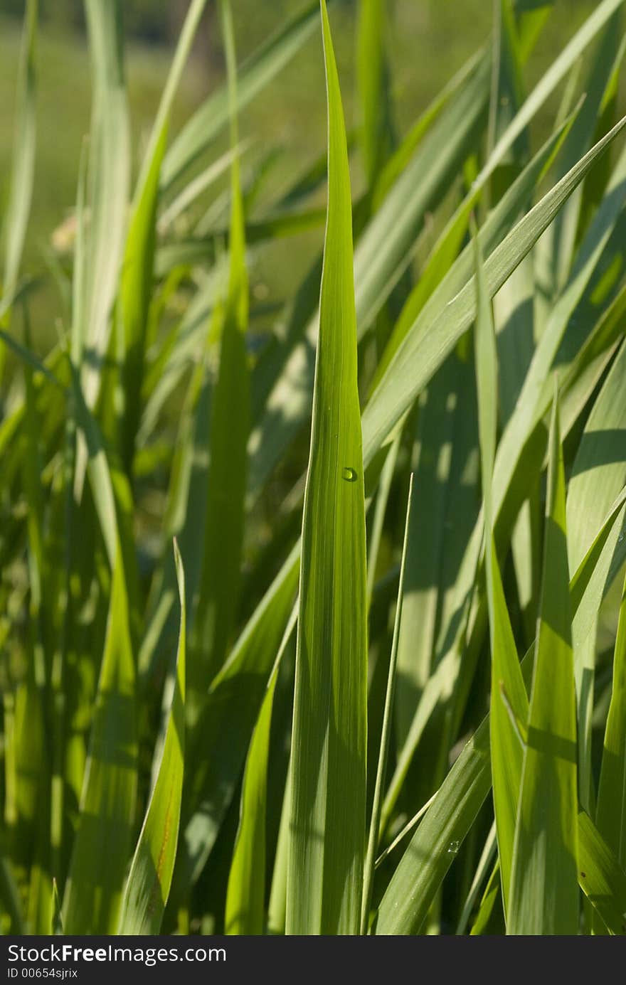 Grass with water sprinkles