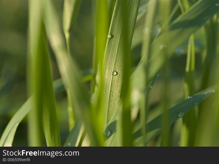 Grass with water sprinkles