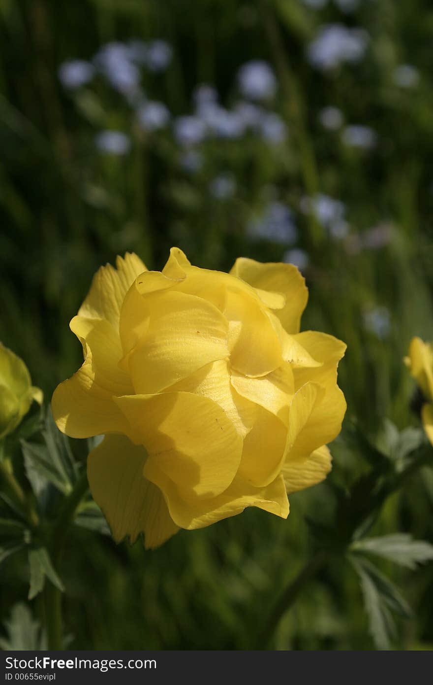 Yellow mountain flower