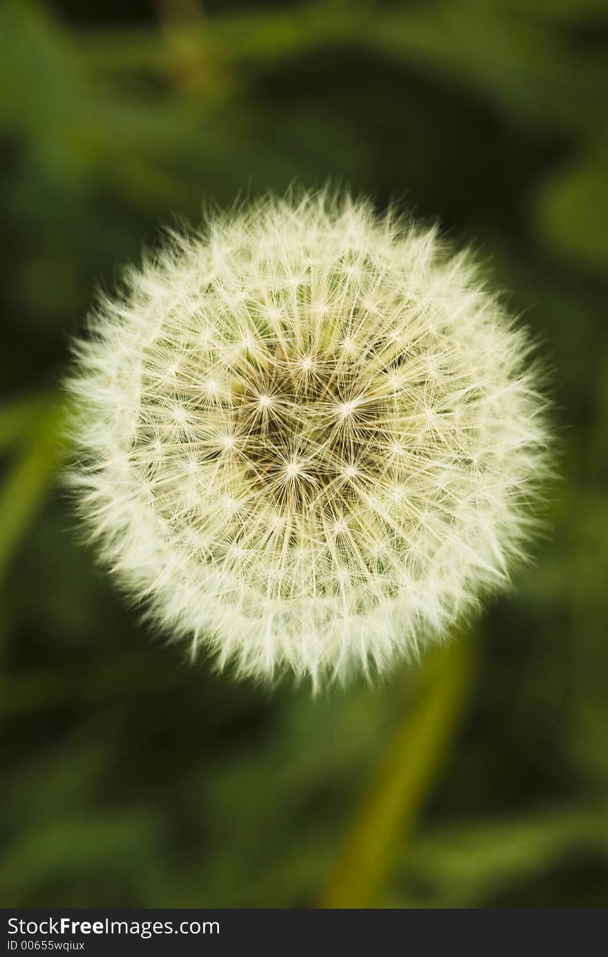 Dandelion