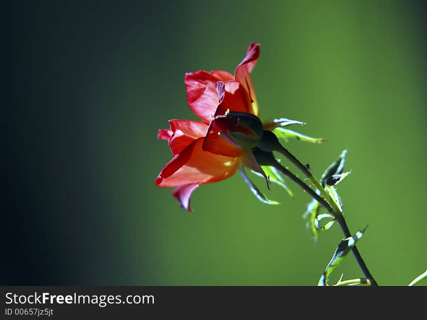 Roses with dark abstract background