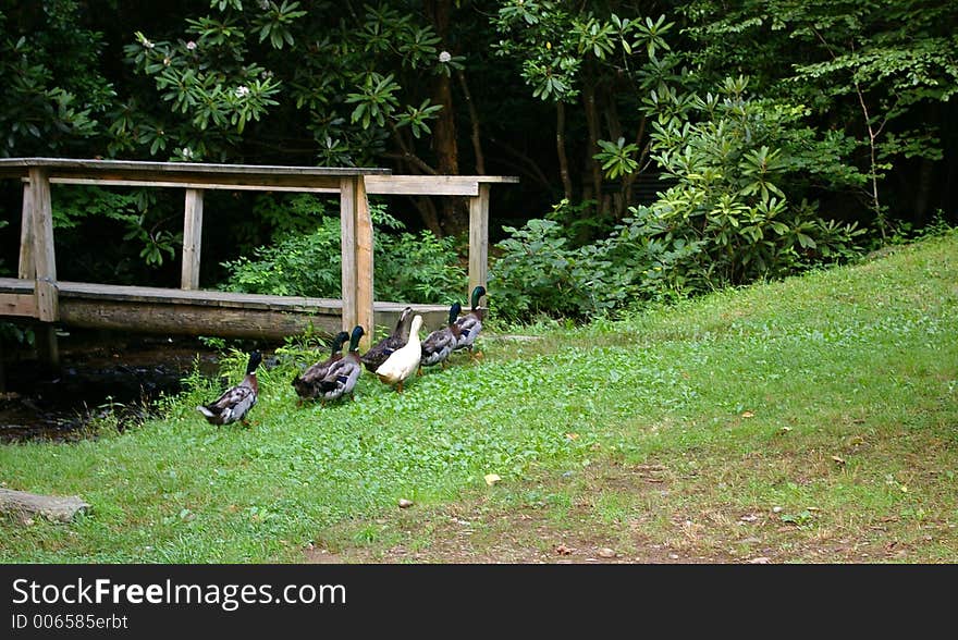 Duck Walk