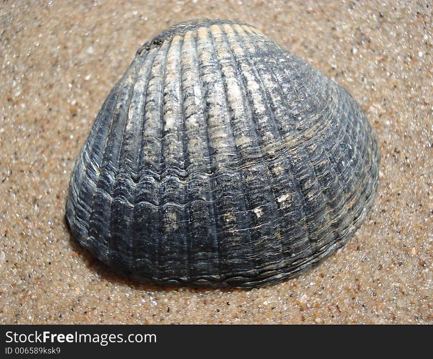 Closeup of a shell on the beach. Closeup of a shell on the beach