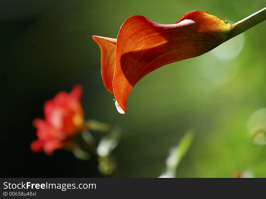 Bright, colourful Calla Lily with abstract background. Bright, colourful Calla Lily with abstract background