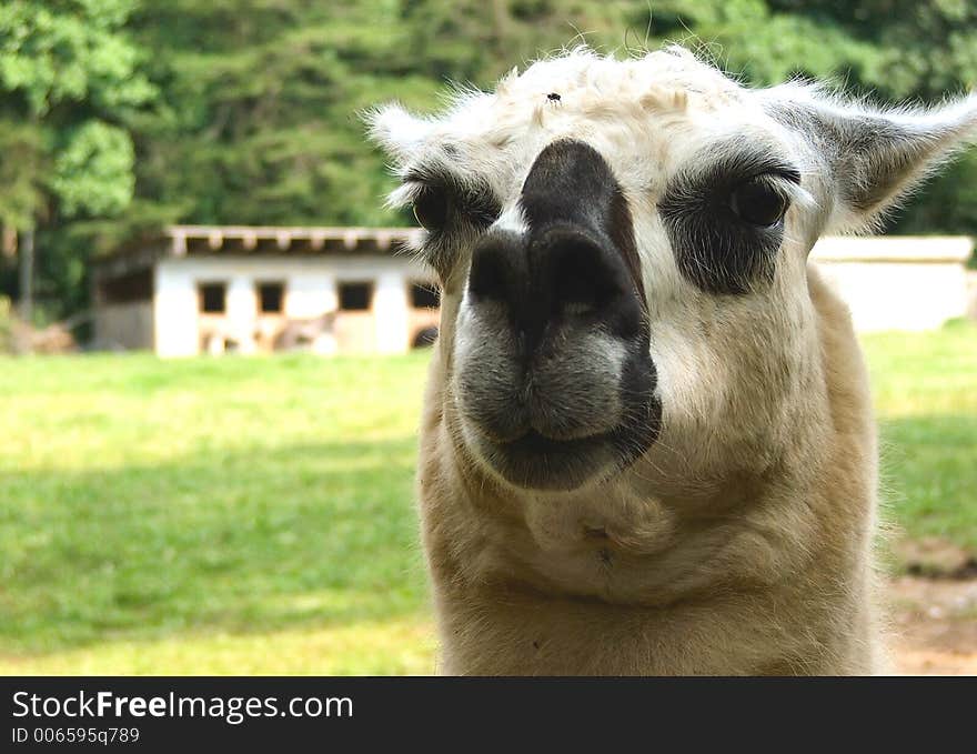 Curious Llama seems to just be saying hello!  Taken with the kind permission of the staff at Enota Mountain Resort, Hiawassee, GA