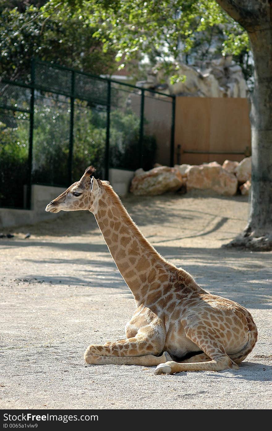 Giraffe sitting