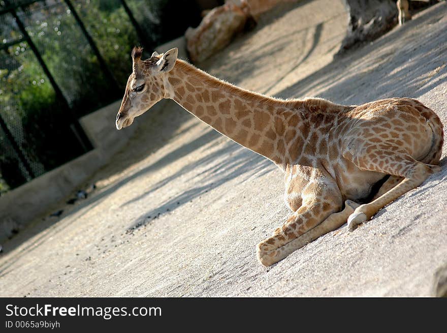 Giraffe resting