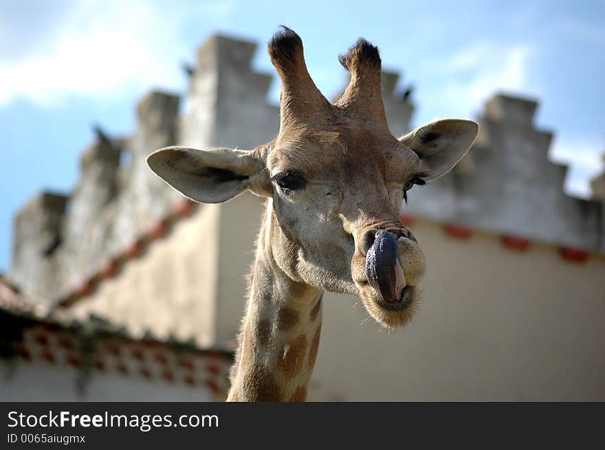 Close-up of a giraffe