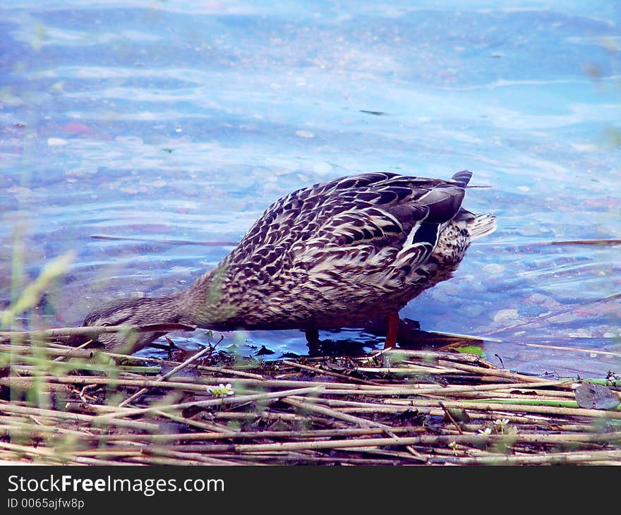 Female mallard duck