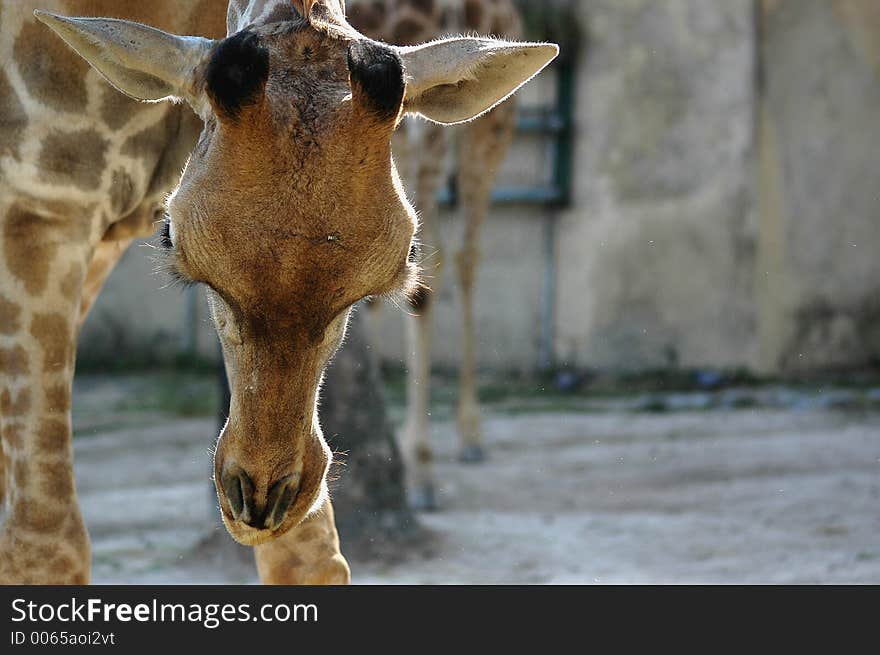 Detail of a giraffe