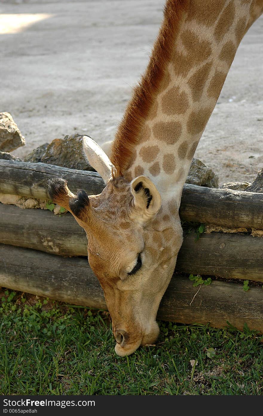 Detail of a giraffe. Detail of a giraffe