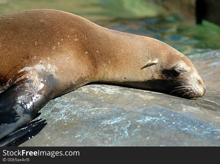 Sea lion