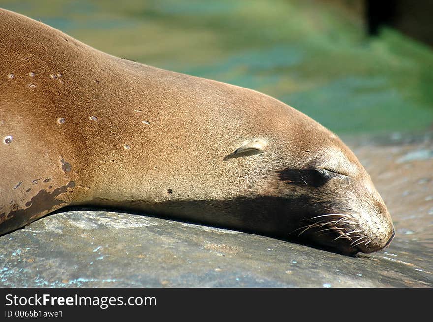 Sea lion