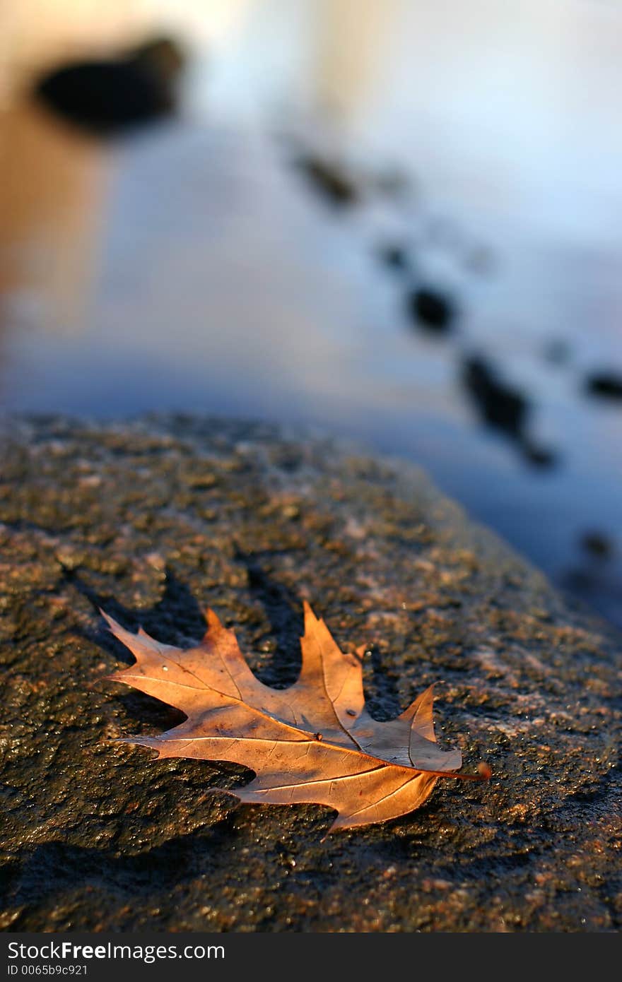 Fallen autumn leaf